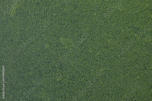 Fototapeta Duckweed texture covering calm pond surface