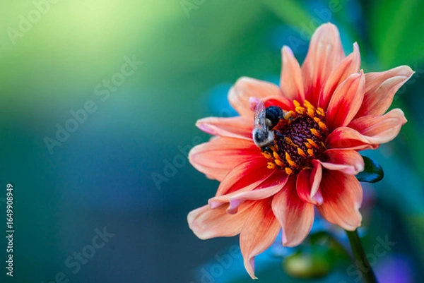 Fototapeta bee on flower