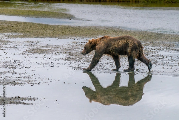 Obraz Solitary brown bear with reflection in the river of Lake Clark National Park of Kenai Peninsula, Alaska