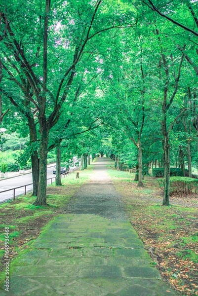 Fototapeta 緑いっぱいの遊歩道
