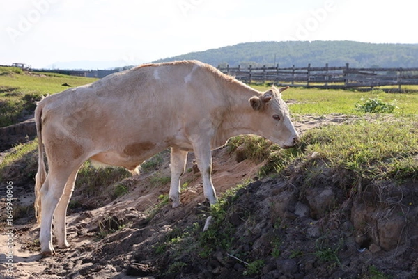 Obraz grazing cow