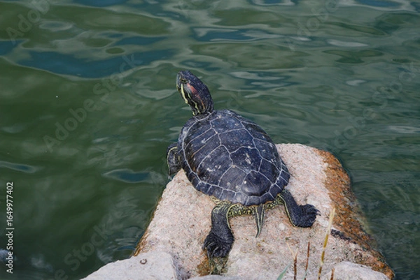 Obraz aquatic red-eared turtle on a rock

