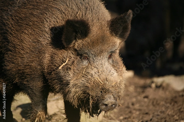 Fototapeta Wildschwein