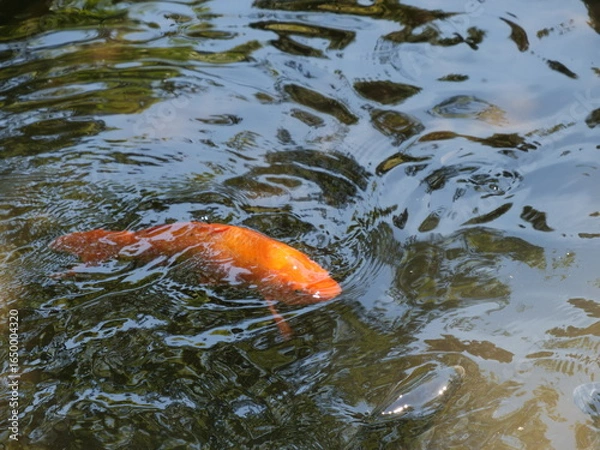 Obraz 池の中を泳ぐ鯉