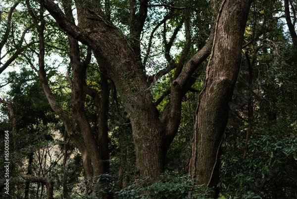 Fototapeta 生命力あふれる美しい森
