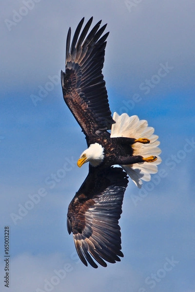 Fototapeta eagle