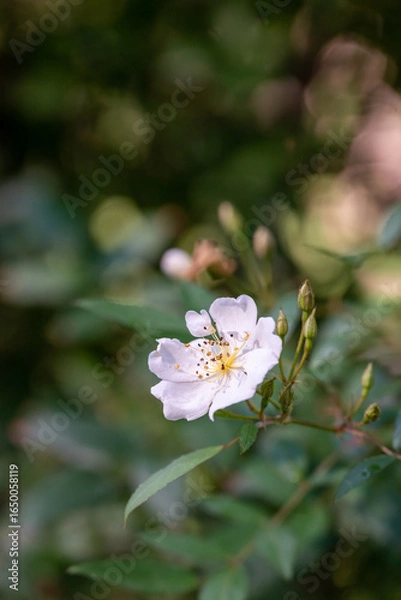 Fototapeta apple tree blossom