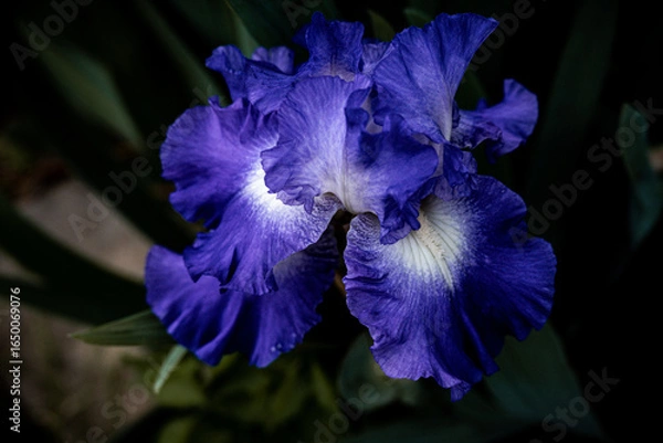 Obraz blue iris flower macro