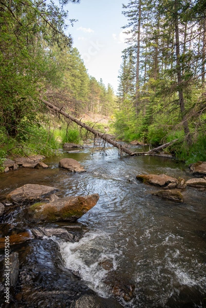 Obraz Mountain Stream Flowing Through Rocky Pine Forest Landscape
