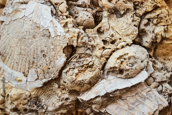 Obraz fossilized remains of seashells