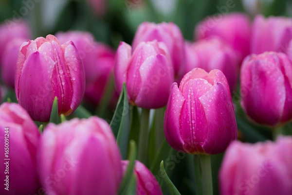 Obraz Fresh pinkTulip flowers background with raindrops in the garden.
