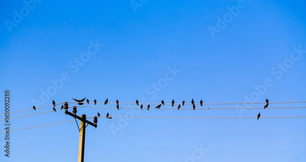 Obraz Abstract blue sky with Birds on high voltage cables at sunset for background.