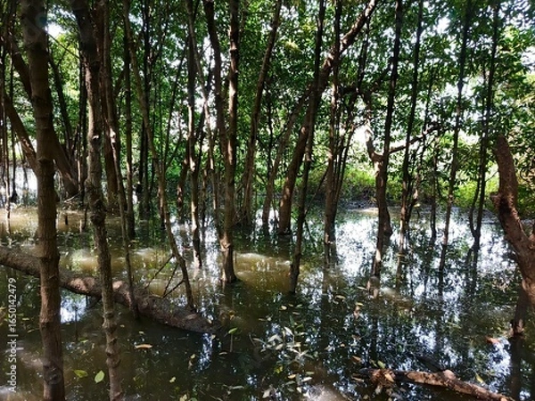 Obraz trees in the water