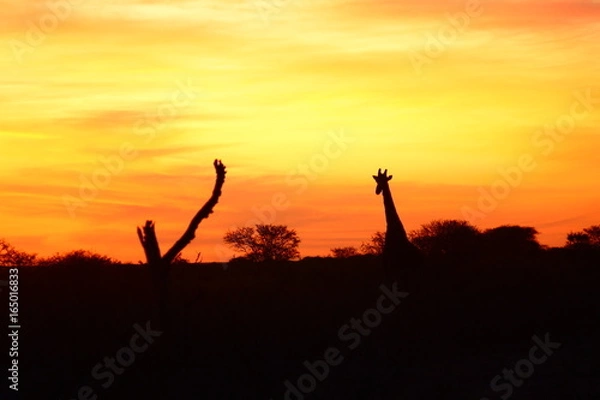 Fototapeta Giraffe Sunset