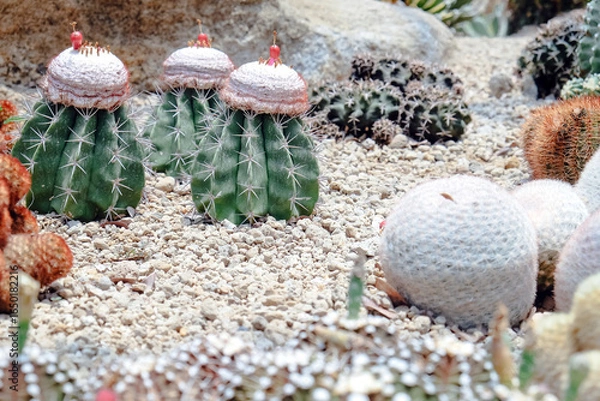 Fototapeta Cactus garden with many types of cacti in the garden
