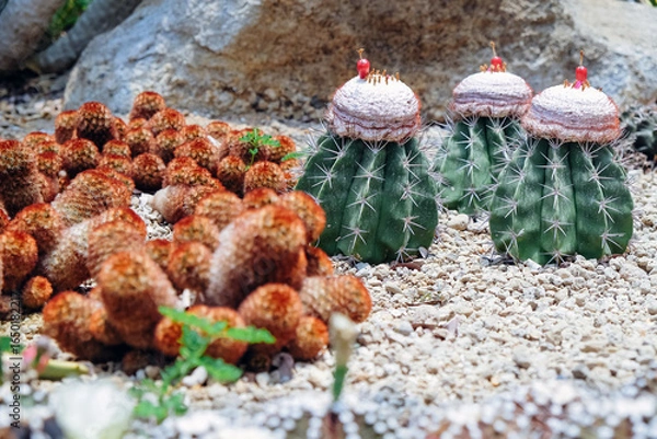 Fototapeta Cactus garden with many types of cacti in the garden