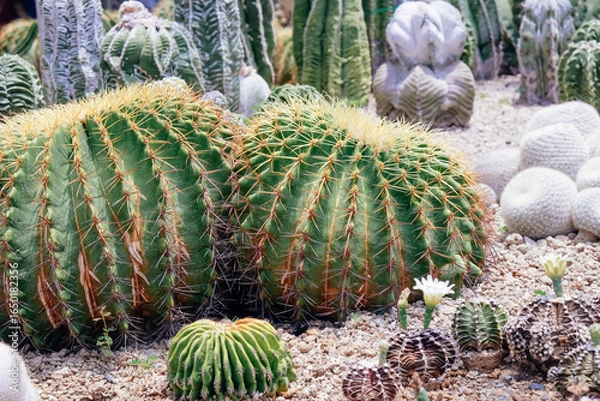 Fototapeta Cactus garden with many types of cacti in the garden