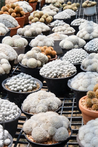 Fototapeta Cactuses in a pot at the nursery. Close up.