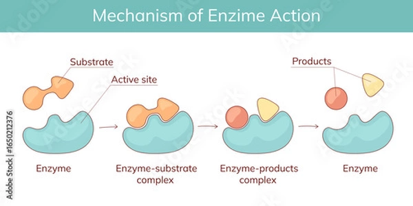Fototapeta Mechanism of action of enzymes in the human body with substrate and product complexes. Educational medical illustration.