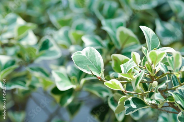 Fototapeta Mistletoe Fig, Mistletoe Rubber Plant or Ficus deltoidea or Ficus deltoidea Jack f variegata or MORACEAE