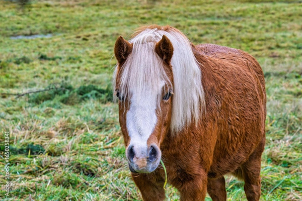 Fototapeta 2024-11-27 A STRAIGHT ON SHOT OF A  SMALL BROWN AND WHITE PONY IN STANWOOD WASHINGTON