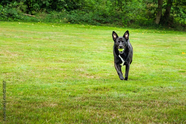 Fototapeta 2024-08-27 A LABRADOR BLUE HEELER MIX WITH BRIGHT EYES AND A WHITE STRIPE ON ITS CHEST WALKING TOWARDS THE CAMERA IN A GREEN FIELD IN STANWOOD WASHINGTON