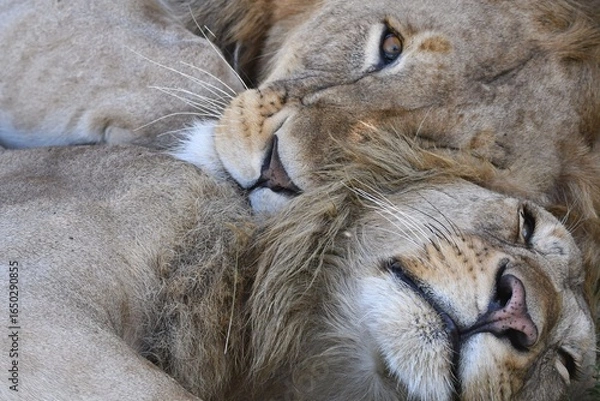 Fototapeta portrait of a lion and his brother resting 