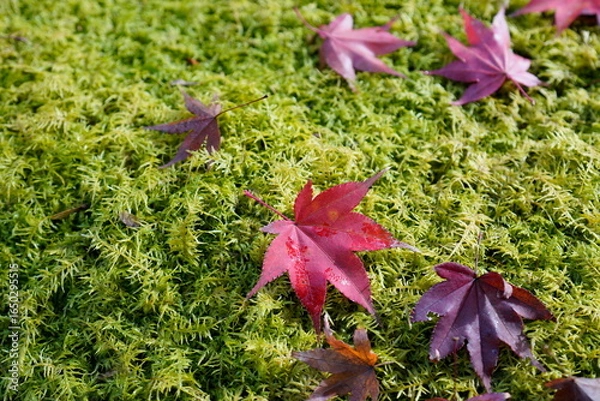 Fototapeta red maple leaf on green moss