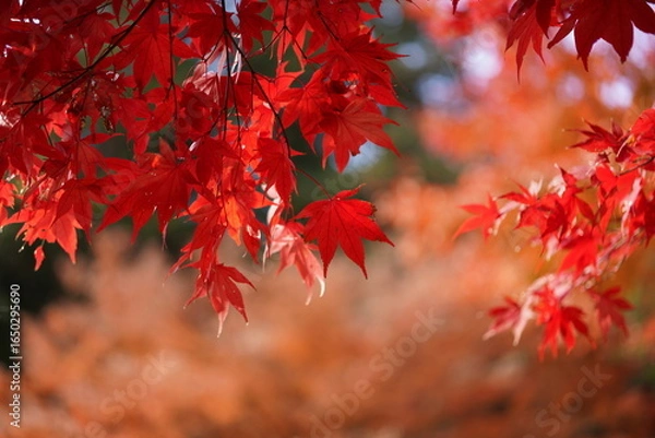 Fototapeta red maple leaves