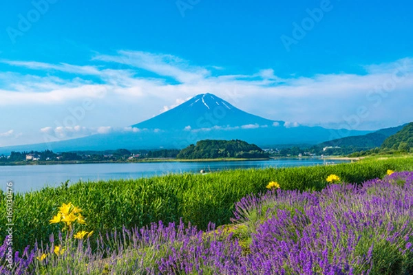 Fototapeta 富士山とラベンダー