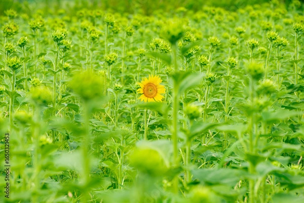 Fototapeta ひまわり（sunflower）
