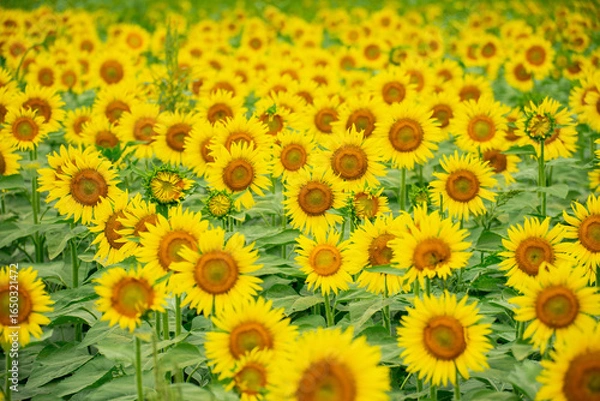 Obraz ひまわり（sunflower）