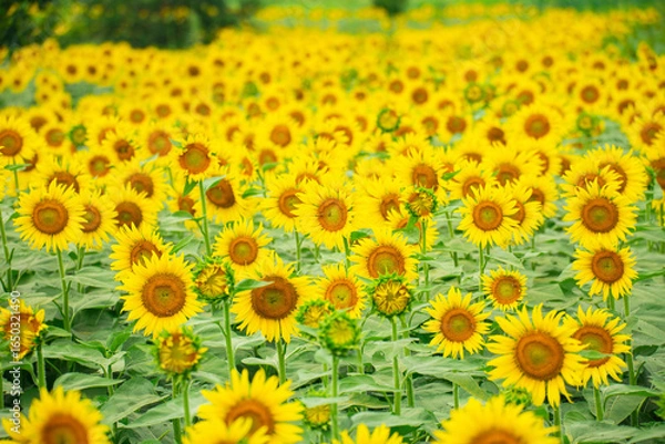 Fototapeta ひまわり（sunflower）