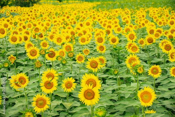 Fototapeta ひまわり（sunflower）