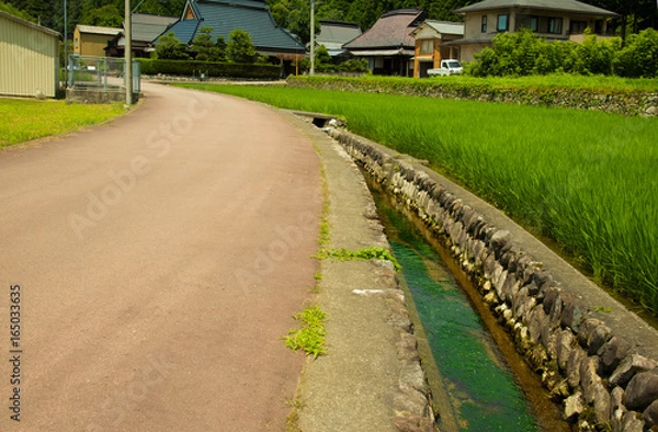 Fototapeta 夏の涼感・梅花藻