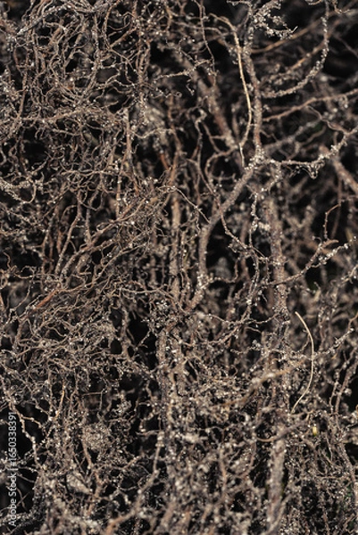 Fototapeta Macro close up of tangled brown roots intertwined with delicate tiny white flowers
