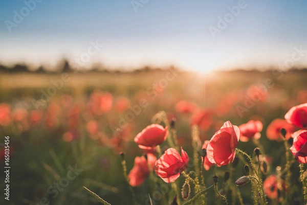 Fototapeta Background. Red, wild poppies in the field