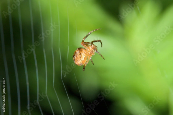 Obraz Female Cobweb Spider