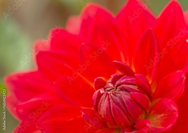 Obraz A beautiful vibrant blood red dahlia flower.