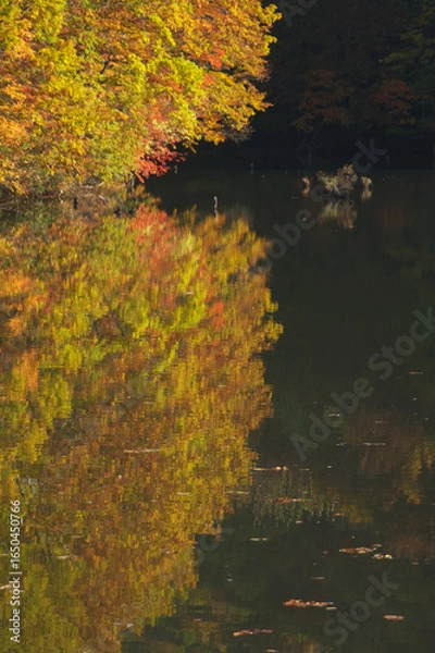 Fototapeta 湖面に映る紅葉