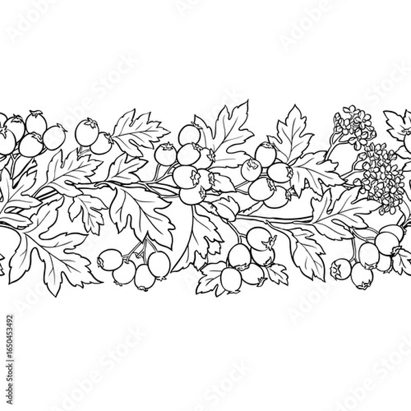 Fototapeta Hawthorn Branch with Flowers, Berries and Leaves Outline Horizontal Seamless Pattern. Vector isolated for design or decoration.