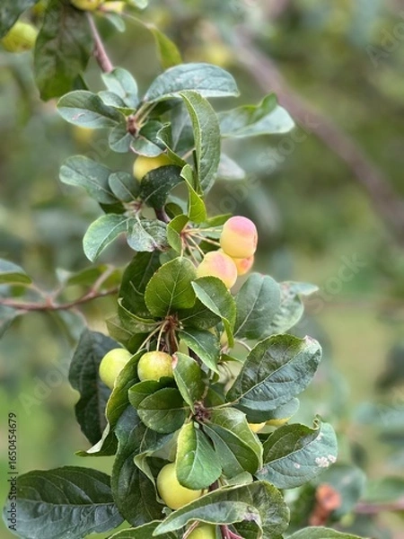 Obraz Crab apples growing on a tree