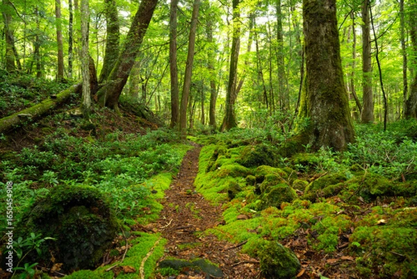 Obraz 富士の樹海のウォーキングトレイル