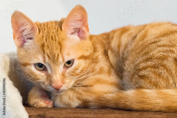 Obraz tired red kitten