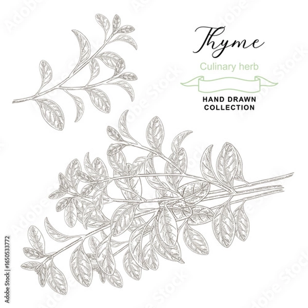 Obraz Thyme branch hand drawn vector illustration. Thymus vulgaris plant. Vintage sketch style.