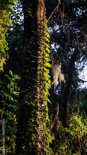 Obraz vines growing on tree