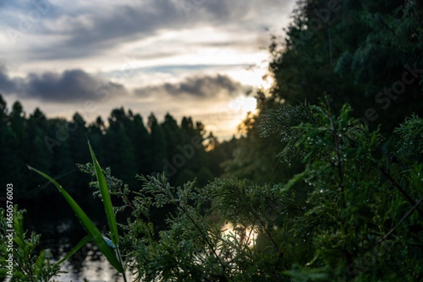 Obraz sunrise in the forest