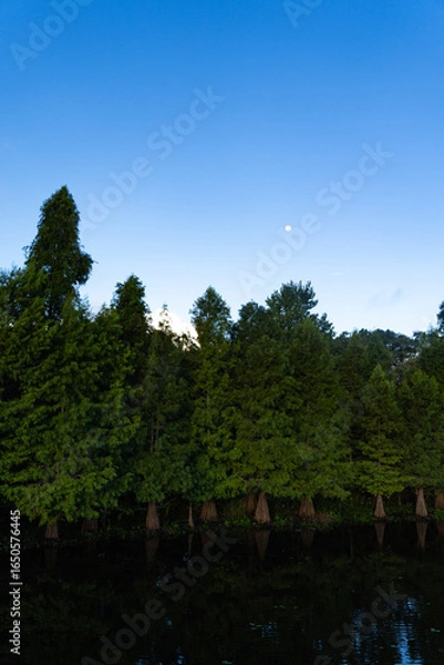 Obraz moon over the trees