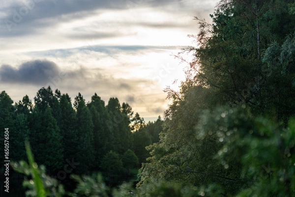 Obraz sunrise in the forest