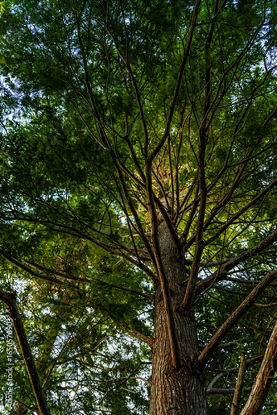 Obraz tree in the woods